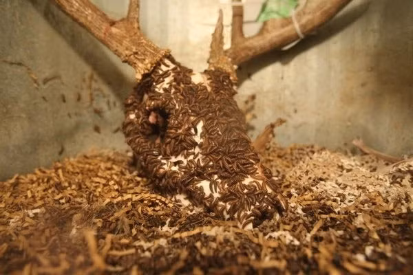 Bọ cánh cứng ăn thịt (dermestid) là một loài bọ thuộc bộ cánh cứng, có kích thước từ 1 - 12mm, màu đen nâu. Ảnh vietq.