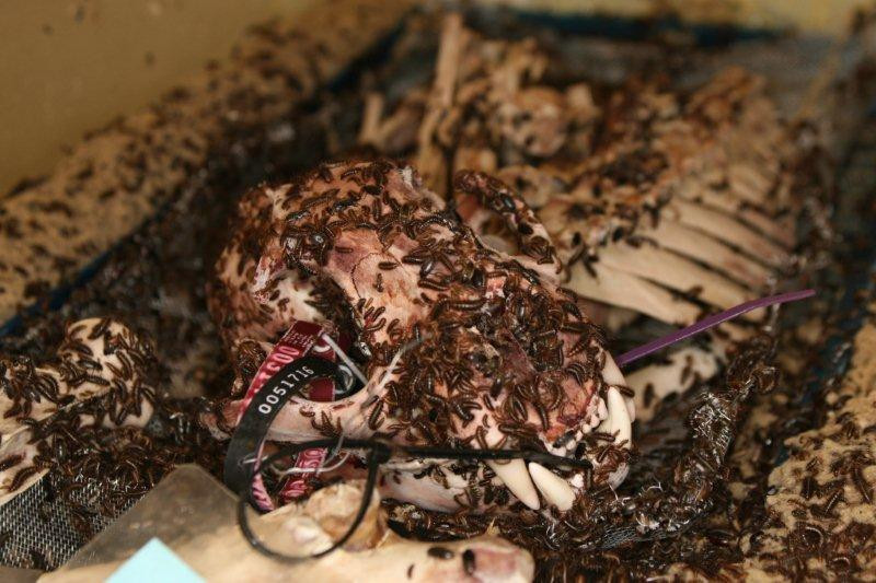 Món ăn ưa thích của bọ cánh cứng ăn thịt chính là các tử thi. Ảnh wikimedia.