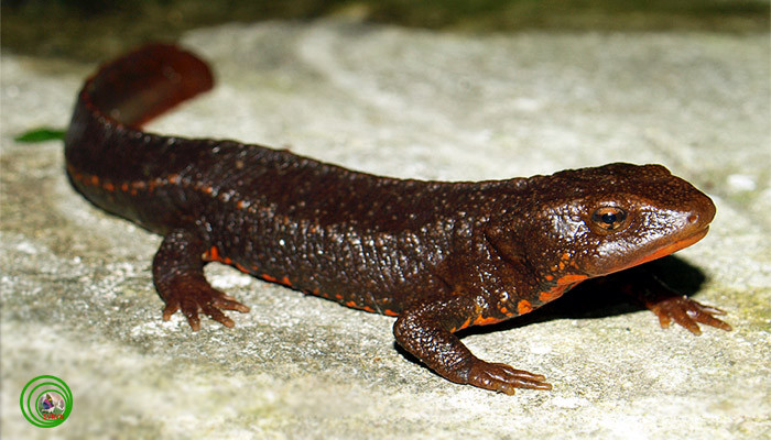 Tắc kè nước ăn sâu bọ, nhện giun, nòng nọc, ếch nhái con và rong rêu. Chúng hoạt động vào ban ngày và thường thích sống ở những vực nước sâu và trong. Ảnh vncreatures.