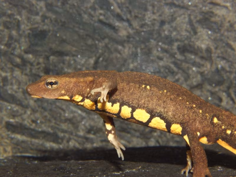 Đặc điểm đặc trưng của tắc kè nước là phần bụng có màu đỏ với những đường xám đen nối với nhau tạo thành hình mạng vân đỏ. Ảnh caudata.