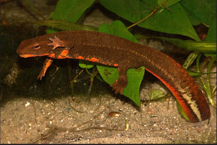 Ngoài vùng núi Tam Đảo, tắc kè nước còn được tìm thấy ở một số nơi thuộc địa bàn các tỉnh Vĩnh Phúc, Tuyên Quang và Thái Nguyên. Ảnh flickr.