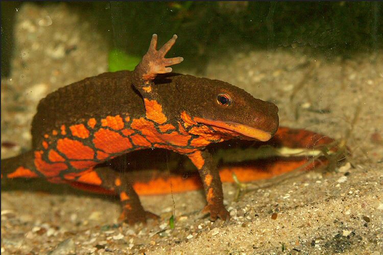 Tắc kè nước có hình dáng khá xấu xí. Cơ thể của nó giống thằn lằn, đuôi dẹp, da thiếu vảy. Trên da có nhiều mụn xù xì làm thành dãy dọc sống lưng kéo dài tới đuôi và tiết chất nhầy. Ảnh flickr.