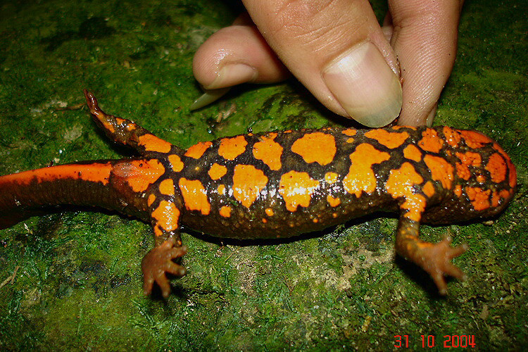 Tắc kè nước là loài động vật quý hiếm ở Việt Nam. Số lượng tắc kè nước hiện còn rất ít và có nguy cơ tuyệt chủng. Ảnh blogspot.