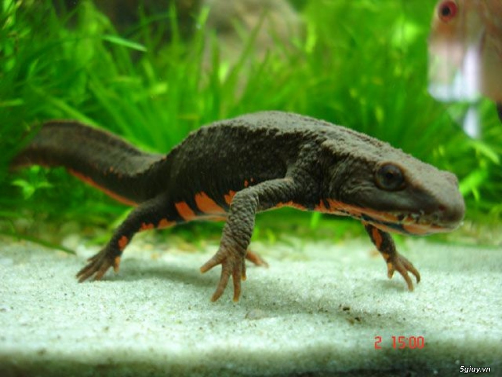 Tắc kè nước cái đẻ trung bình từ 1-7 trứng/ngày và có thể đẻ tới 58-78 trứng trong suốt mùa sinh sản. Ảnh 5giay.