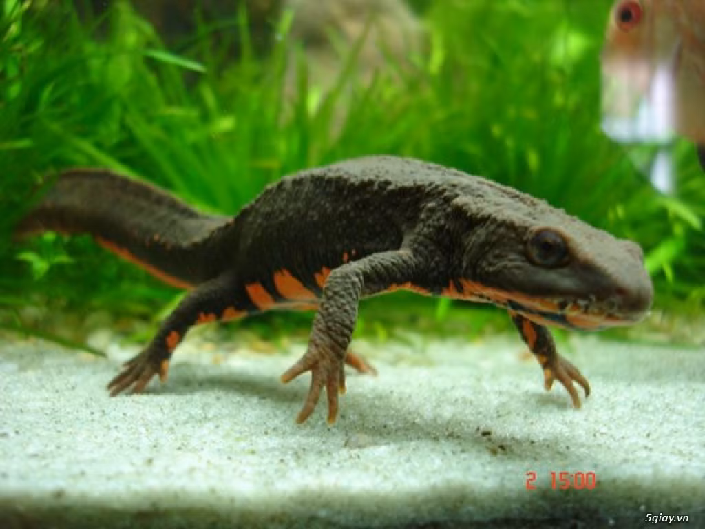 Tắc kè nước cái đẻ trung bình từ 1-7 trứng/ngày và có thể đẻ tới 58-78 trứng trong suốt mùa sinh sản. Ảnh 5giay.