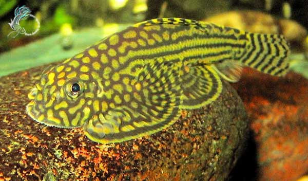Cá tỳ bà bướm là loài thường hoạt động về đêm và không thích ánh sáng. Ảnh bucep.