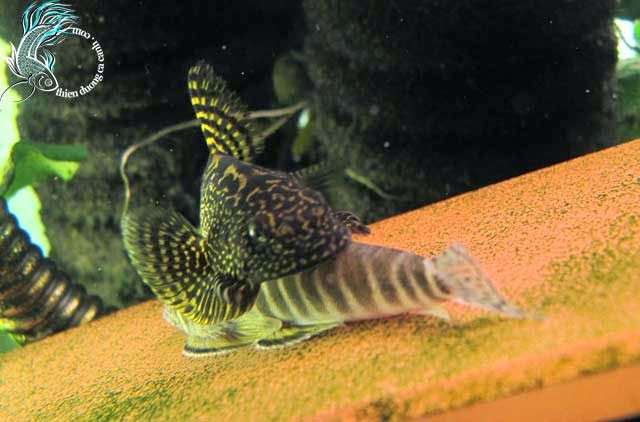 Tuy nhiên, cá tỳ bà bướm trở nên rất hung dữ trong thời kỳ ấp trứng. Ảnh googleusercontent.