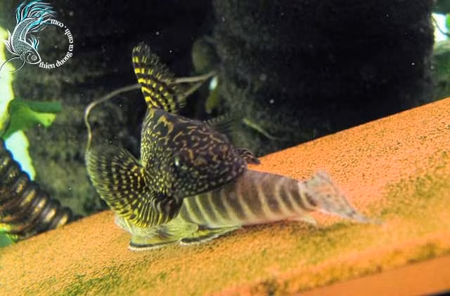 Tuy nhiên, cá tỳ bà bướm trở nên rất hung dữ trong thời kỳ ấp trứng. Ảnh googleusercontent.