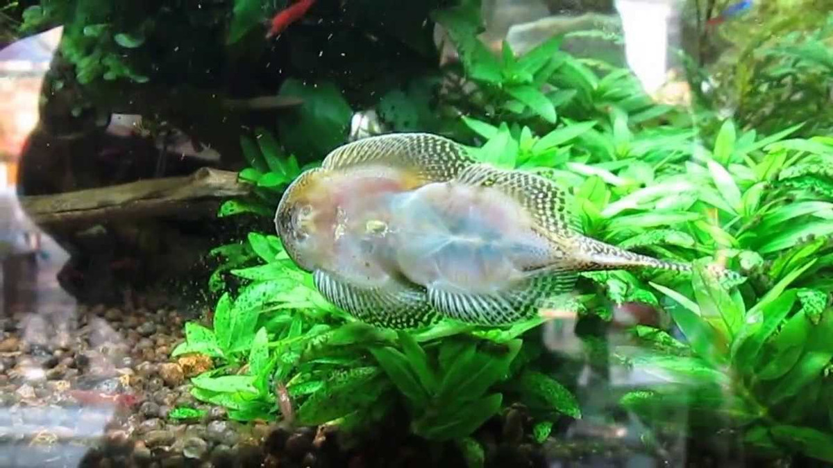 Cá tỳ bà bướm có đặc tính hiền lành nên có thể sống chung hòa bình với nhiều loài cá khác. Loài cá cảnh này thích sống ở những nơi có dòng chảy mạnh, lưu lượng nước cao. Ảnh ytimg.