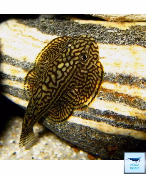 Cá tỳ bà bướm rất thích ăn rêu tảo và các chất thải, vì vậy mà chúng có biệt danh “chuyên gia dọn bể”. Ảnh sieuthithuysinh.