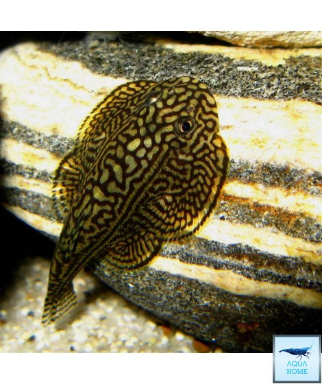 Cá tỳ bà bướm rất thích ăn rêu tảo và các chất thải, vì vậy mà chúng có biệt danh “chuyên gia dọn bể”. Ảnh sieuthithuysinh.