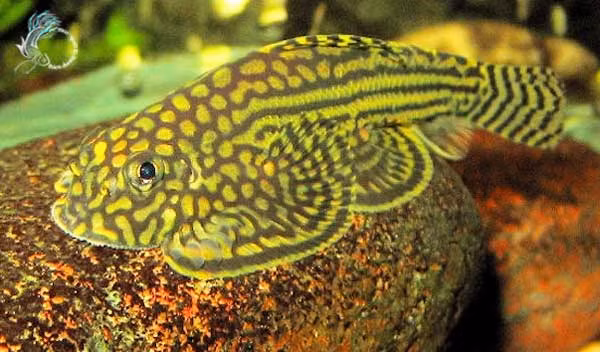 Cá tỳ bà bướm là loài thường hoạt động về đêm và không thích ánh sáng. Ảnh bucep.