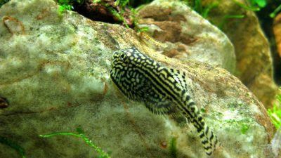 Cá tỳ bà bướm khó sinh sản. Chúng chỉ sinh sản trong môi trường thích hợp khi nhiệt độ nước mát mẻ và đầy rêu. Ảnh hothuysinh.