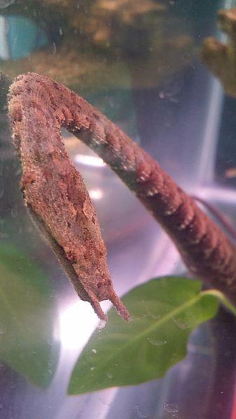 Rắn xúc tu là loài rắn duy nhất có 2 chiếc xúc tu trên mõm. Đây cũng chính là nguồn gốc tên gọi của loài rắn này. Ảnh wikimedia.