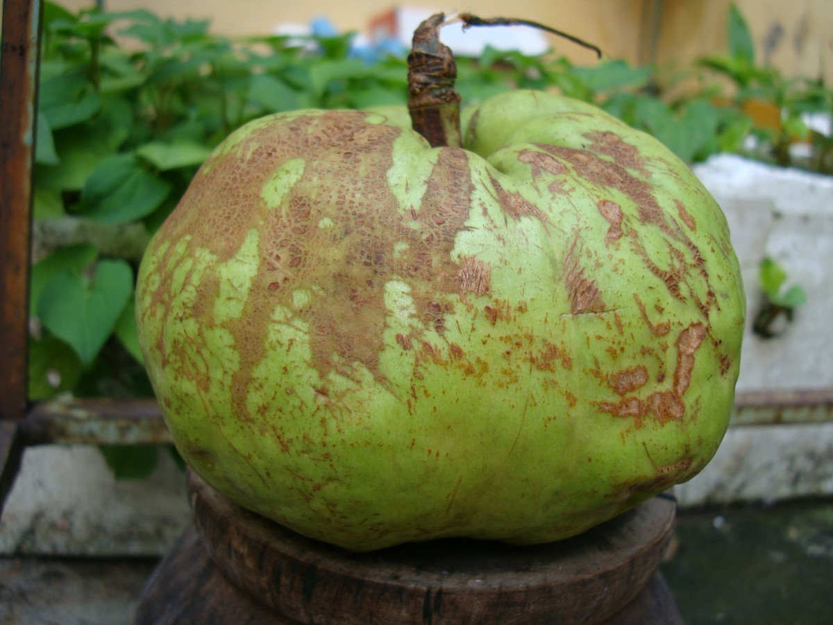  Quả tai chua có hình dáng tương tự quả ổi, hình cầu hơi bẹp, vỏ dày màu xanh ngả vàng. Ảnh wordpress.