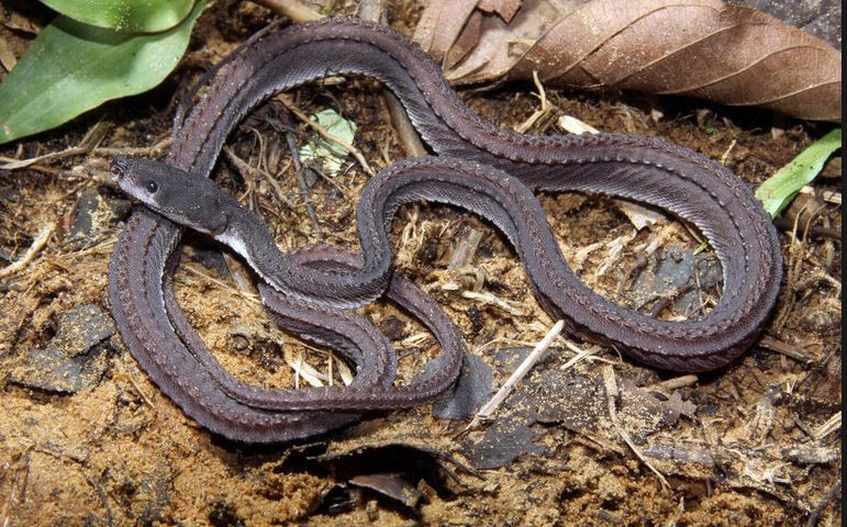 Rắn rồng có độc nhưng nọc độc của nó không gây nguy hiểm đến tính mạng con người. Ảnh CalPhotos.