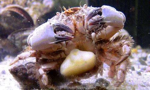Những con cua bị hà Sacculina ký sinh gọi là cua zombie hay cua ma. Ảnh congnghe.