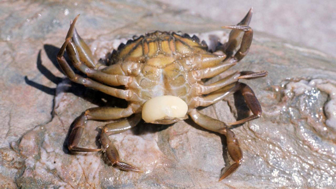 Hà Sacculina xâm nhập vào bên trong những con cua qua những kẽ hở nằm giữa tiếp điểm của những chiếc càng. Ảnh tepbac.