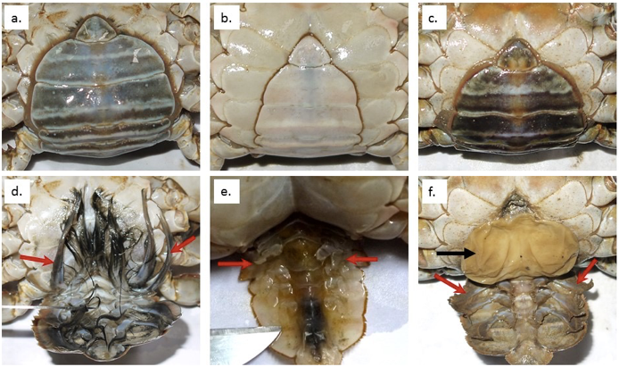 Hà Sacculina không chỉ kiểm soát khả năng sinh sản hữu tính của những con cua mà còn có thể giết chúng nếu cần. Ảnh tepbac.