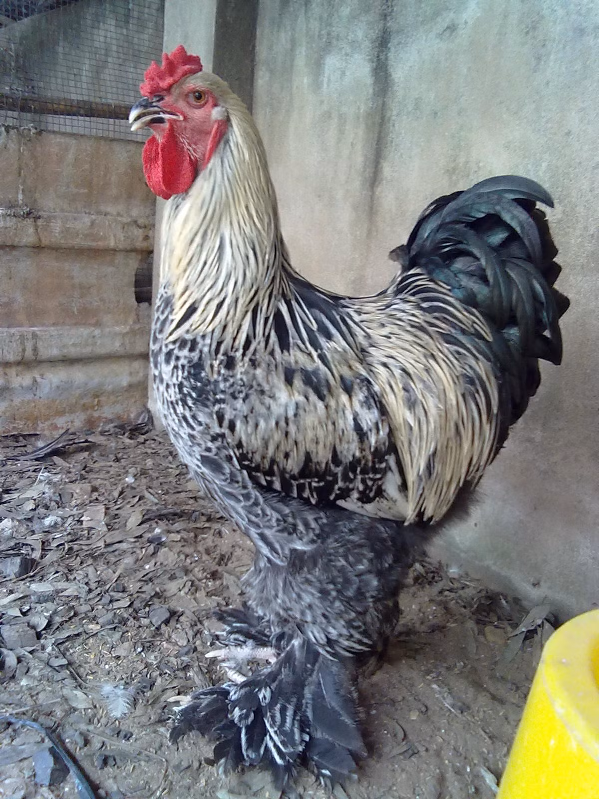 Sở dĩ gà kỳ lân được gọi là khổng lồ vì chúng có thể đạt trọng lượng tới 9kg-18kg/con đối với gà trống và 7kg đối với gà mái. Ảnh Bachhoa24.