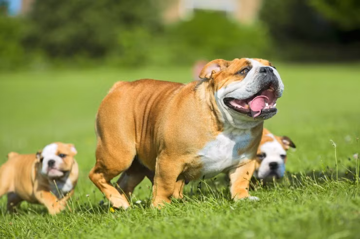 Giống chó nhìn dữ tợn nhưng thực chất lại rất hiền lành và đặc biệt thích chơi đùa với trẻ con. Ảnh pets4homes.