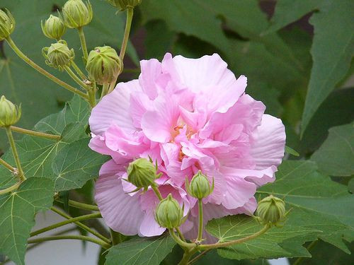 Sau khi hoa tàn, cây cho quả. Quả phù dung có hình cầu, lông màu vàng nhạt. Ảnh mrhoa.