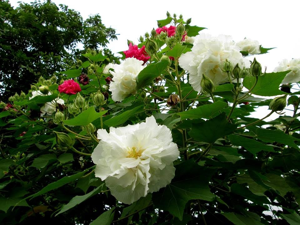 Hoa phù dung sở hữu ba màu trong cùng một ngày: sáng sớm trắng ngần tinh khiết, màu hồng phấn buổi ban trưa và đỏ thẫm lúc chiều tà. Hoa héo tàn vào cuối ngày. Ảnh ytimg.