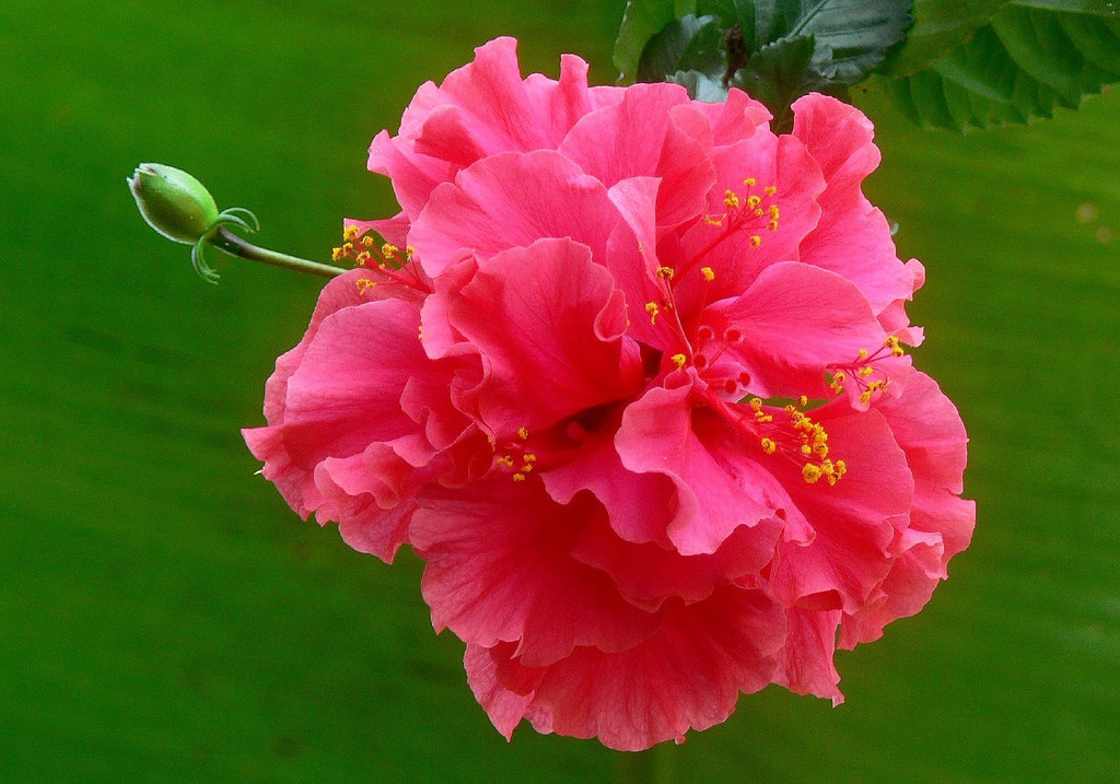 Hoa phù dung nở liên tục từ mùa sương giáng đến hết mùa đông. Ảnh vforum.