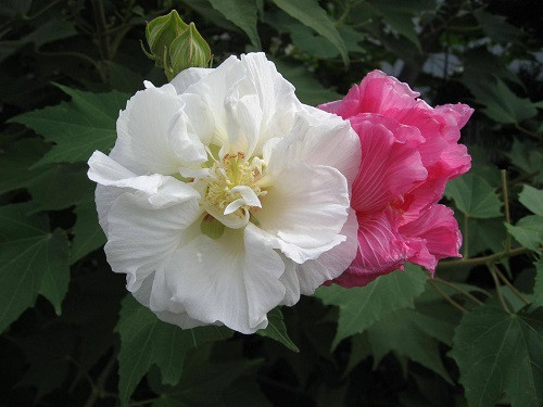  Hoa phù dung có tên khoa học là Hibiscus mutabilis L. Cánh hoa mỏng mềm, xốp nhẹ, đẹp dịu dàng và mong manh. Ảnh vtvcantho.