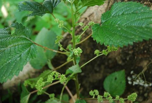 Cây lá han có 3 loại là cây han voi, cây han tía và cây han trắng, trong đó cây han voi là độc nhất. Ảnh quangbinh.