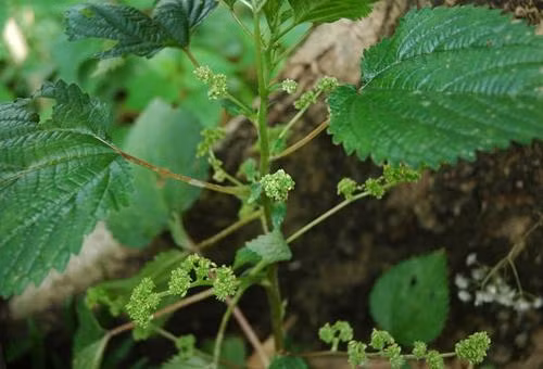 Cây lá han có 3 loại là cây han voi, cây han tía và cây han trắng, trong đó cây han voi là độc nhất. Ảnh quangbinh.