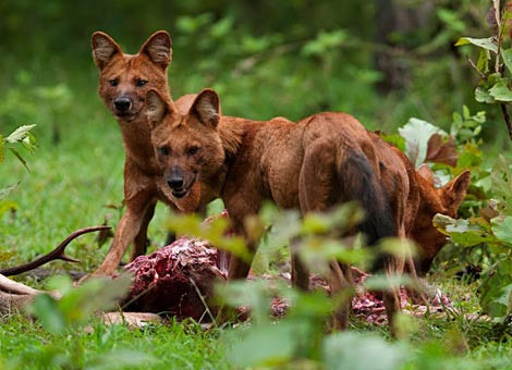 Sói đỏ hay chó sói có hình dạng giống chó nhà, cân nặng lớn hơn loài chó rừng, khoảng 8kg - 20kg, tai cao vểnh. Ảnh tapchimoitruong.