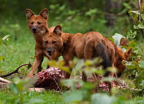 Sói đỏ hay chó sói có hình dạng giống chó nhà, cân nặng lớn hơn loài chó rừng, khoảng 8kg - 20kg, tai cao vểnh. Ảnh tapchimoitruong.