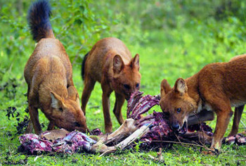 Sói đỏ phân bố rộng ở các tỉnh miền núi từ Bắc xuống Nam của Việt Nam, trừ các tỉnh đồng bằng sông Hồng và sông Cửu Long, hải đảo. Ảnh vietthanglong.