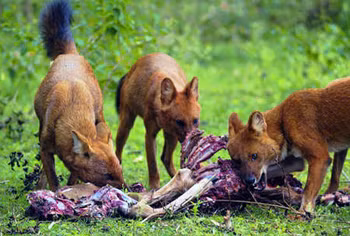 Sói đỏ phân bố rộng ở các tỉnh miền núi từ Bắc xuống Nam của Việt Nam, trừ các tỉnh đồng bằng sông Hồng và sông Cửu Long, hải đảo. Ảnh vietthanglong.