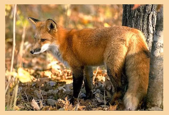 Cáo lửa có thể sống ở nhiều dạng sinh cảnh khác nhau. Thức ăn của chúng gồm các loài động vật nhỏ như chuột, thỏ, chim, côn trùng, giun, xác động vật và một số quả cây. Ảnh kiemlamangiang. 