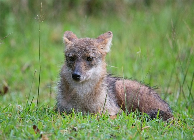 Ở Việt Nam, chó rừng phân bố ở các tỉnh: Đắc Lắc, Gia Lai, Kon Tum…Ảnh khoahocphattrien.