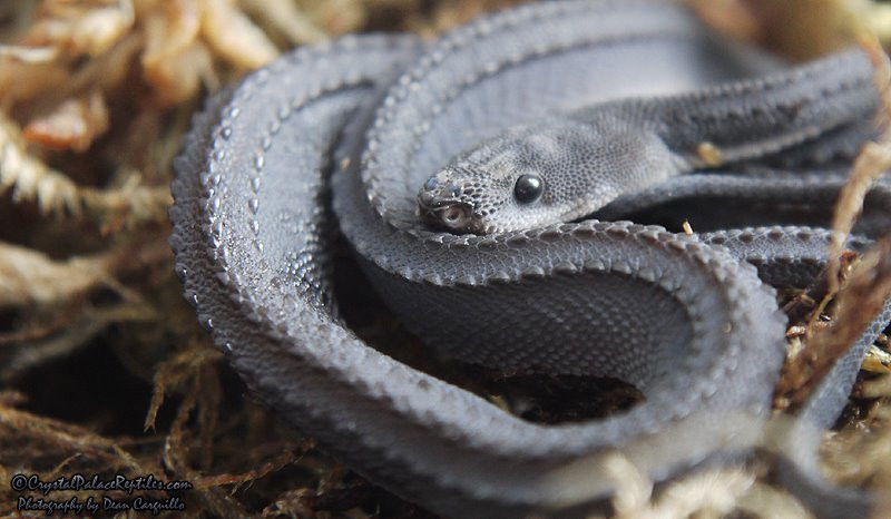 Rắn rồng thường săn mồi vào ban đêm. Thức ăn của chúng gồm ếch nhái, cá và các động vật kích thước nhỏ. Ảnh wordpress.