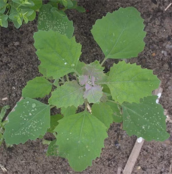 Rau muối cũng là một trong những loại cây được sử dụng làm rau ăn của bà con miền núi, ven biển. Ảnh ydhvn.