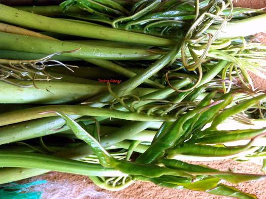 Rau mớp có thể làm gỏi, muối chua hay xào nấu ăn rất ngon và lạ miệng. Ảnh nld.