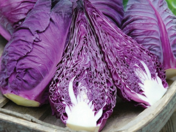 Bắp cải đỏ có thể được ăn sống như salad, làm gỏi hoặc xào, nấu canh. Ảnh vinfarm.