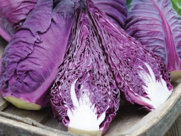 Bắp cải đỏ có thể được ăn sống như salad, làm gỏi hoặc xào, nấu canh. Ảnh vinfarm.