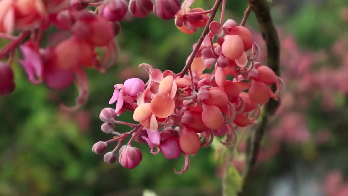 Ở Việt Nam, cây ô môi chủ yếu được trồng ở các tỉnh miền Trung và Nam. Ảnh ynghiahoa.