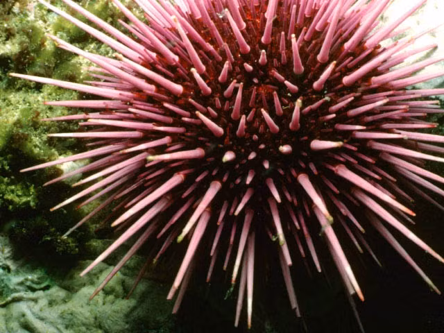 Trong thực tế, nhím biển đỏ càng trưởng thành thì càng sản xuất nhiều trứng và tinh trùng, đồng hoàn toàn có khả năng giao phối khi đã vô cùng già. Ảnh toplist.