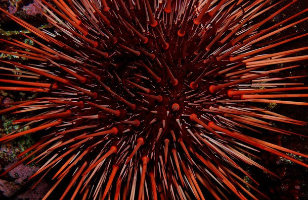 Tuổi thọ trung bình của nhím biển đỏ là 30 năm, tuy nhiên nếu vượt qua thời gian này, chúng có thể sống tới hơn 200 năm mà hầu như không có dấu hiệu của tuổi già. Ảnh deepseacreatures.