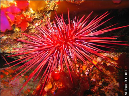 Đặc biệt, một con nhím biển đỏ 100 tuổi cũng có khả năng sống tốt và sinh sản như một con nhím 10 tuổi. Ảnh stem.