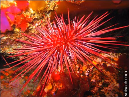 Đặc biệt, một con nhím biển đỏ 100 tuổi cũng có khả năng sống tốt và sinh sản như một con nhím 10 tuổi. Ảnh stem.