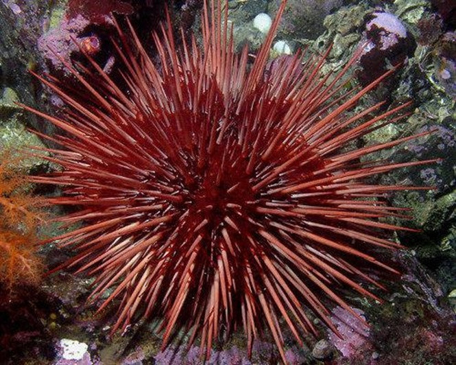Nhím biển đỏ được tìm thấy ở những vùng nước nông thuộc Thái Bình Dương. Ảnh nongnghiep.