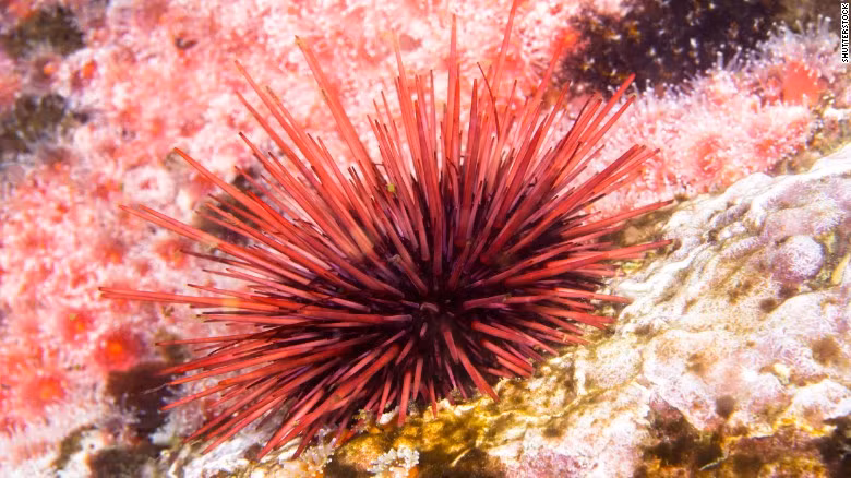 Nhím biển đỏ bò rất chậm. Đôi khi, những con nhím đỏ tập trung lại với nhau và đi kiếm thức ăn. Ảnh thoidai.