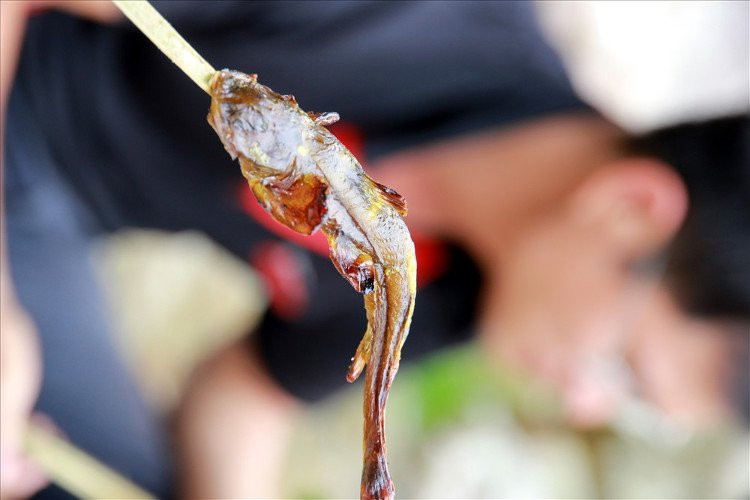 Cá đắng sống ở nơi nước đắng sâu trong rừng, ăn rêu đá, các loài phù du ở suối, được coi là "bảo vật" có "1-0-2" của nơi đại ngàn. Ảnh khoahoc. 